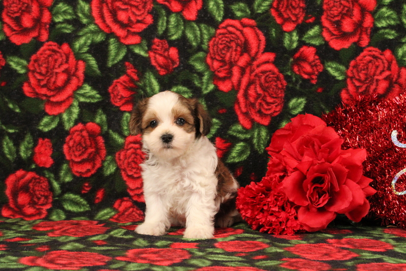 puppy, for, sale, Morkie-Poo, Matthew B. Stoltzfus, dog, breeder, Gap, PA, dog-breeder, puppy-for-sale, forsale, nearby, find, puppyfind, locator, puppylocator, aca